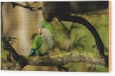 Monk Parakeet Perched On A Tree #1 Wood Print