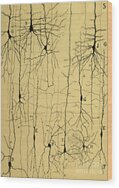 Cajal Drawing Of Microscopic Structure Of The Brain 1904 Wood Print