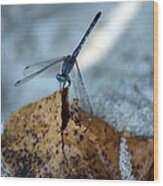 Blue Dragonfly #2 Wood Print