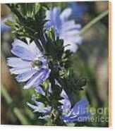 Chicory Blue Wood Print