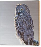Lapland Owl Wood Print