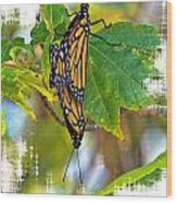 Monarch Butterflies Coupled In Their Mating Ritual Wood Print