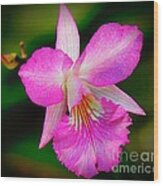 Orchid Flower Wood Print