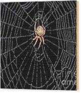 Spider In Web Wood Print