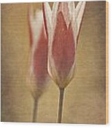 Tulips Together Wood Print