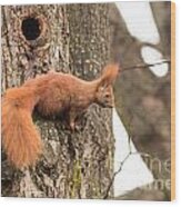 02 Red Squirrel #1 Wood Print