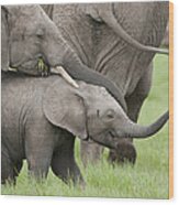 African Elephant Calves Playing Kenya #1 Wood Print