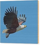 African Fish Eagle In Flight Wood Print