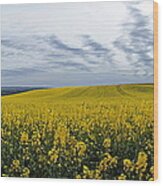 Agricultural Landscape With Rapefield #1 Wood Print