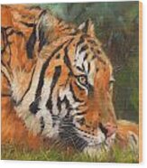 Amur Tiger #3 Wood Print