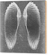 Angel Wings Sea Shell X-ray Art Wood Print