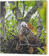 Baby Red Shouldered Hawk In Nest #4 Wood Print