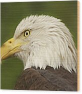 Bald Eagle  #1 Wood Print