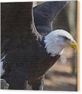 Bald Eagle #2 Wood Print