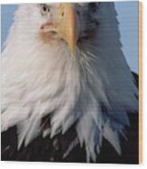 Bald Eagle Alaska Wood Print