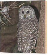 Barred Owl #1 Wood Print