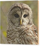 Barred Owl #1 Wood Print