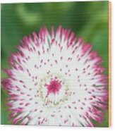 Bellis Perennis 'habanera White With Red Tips' #1 Wood Print