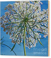 Beneath Queen Anne's Lace Wood Print