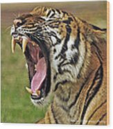 Bengal Tiger #1 Wood Print
