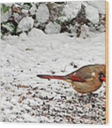 Bird In Winter #1 Wood Print