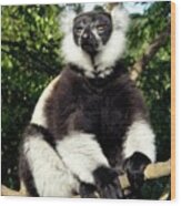 Black And White Ruffed Lemur #1 Wood Print