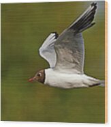 Black Headed Gull #1 Wood Print