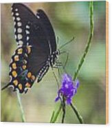 Black Swallowtail #1 Wood Print