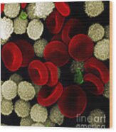 Blood Cells Wood Print