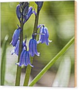 Blue Flower #1 Wood Print