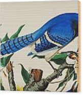 Blue Jay #2 Wood Print