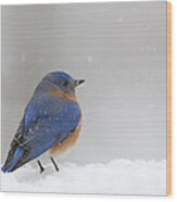 Bluebird In Snow #1 Wood Print