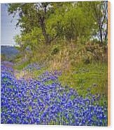 Bluebonnet Meadow #1 Wood Print
