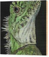 Bornean Angle-headed Lizard #1 Wood Print