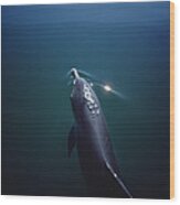 Bottlenose Dolphin Surfacing Australia #1 Wood Print