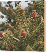 Bristlecone Pine #1 Wood Print