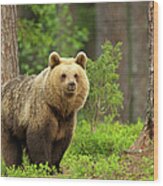 Brown Bear Walking Through Forest #1 Wood Print