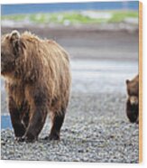 Brown Bears #1 Wood Print