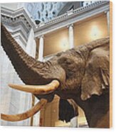 Bull Elephant In Natural History Rotunda Wood Print