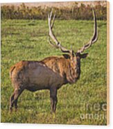 Bull Elk #1 Wood Print