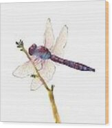 Burgundy Dragonfly Wood Print