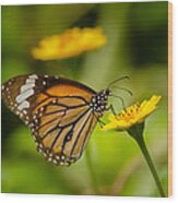 Butterfly - Common Tiger #1 Wood Print