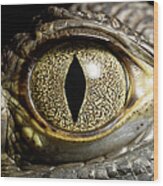 Caiman Crocodiles Eye, Close Up #1 Wood Print
