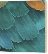 California Pipevine Swallowtail Butterfly Wing Scales #1 Wood Print