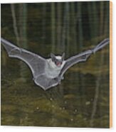 Canyon Bat #1 Wood Print
