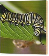 Caterpillar #1 Wood Print