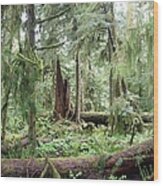 Cathedral Grove Wood Print