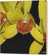 Cattleya Orchid #1 Wood Print