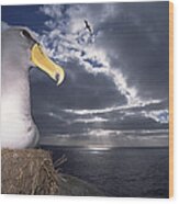 Chatham Albatrosses Nesting On A Cliff #1 Wood Print