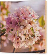 Cherry Blossom Cluster #1 Wood Print